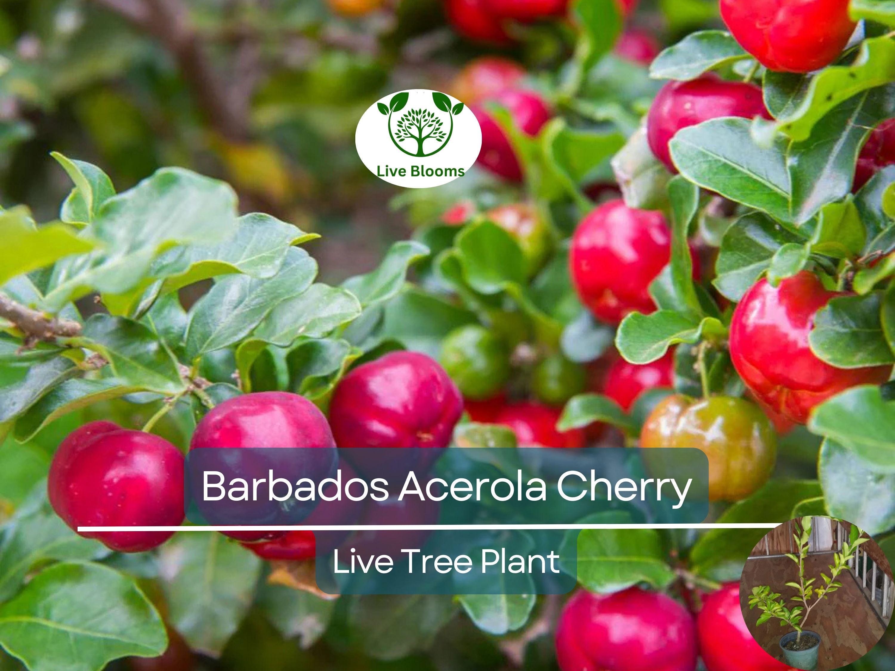 1 Barbados Acerola Cherry Tree Plant - Live 12" Cut Back, Malpighia emarginata, Edible Fruit, Tropical Cherry, Fast Growing, for Garden