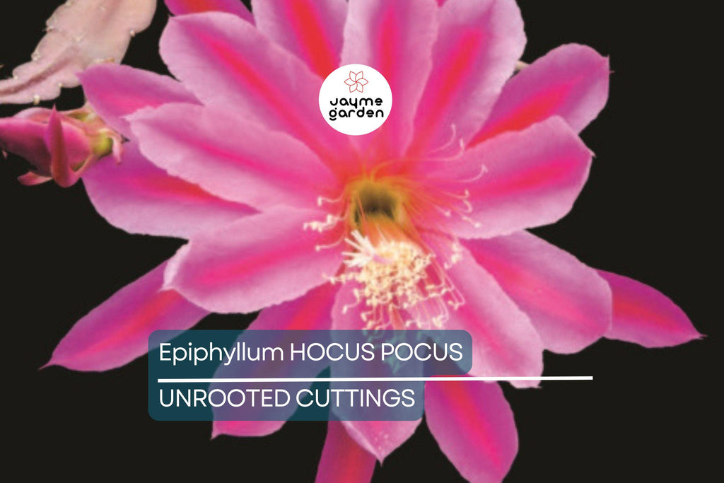 Epiphyllum 'Hocus Pocus' Orchid Cactus Cutting | 8-10 Inch Unrooted Cutting | Stunning Blooms | Perfect for Collectors