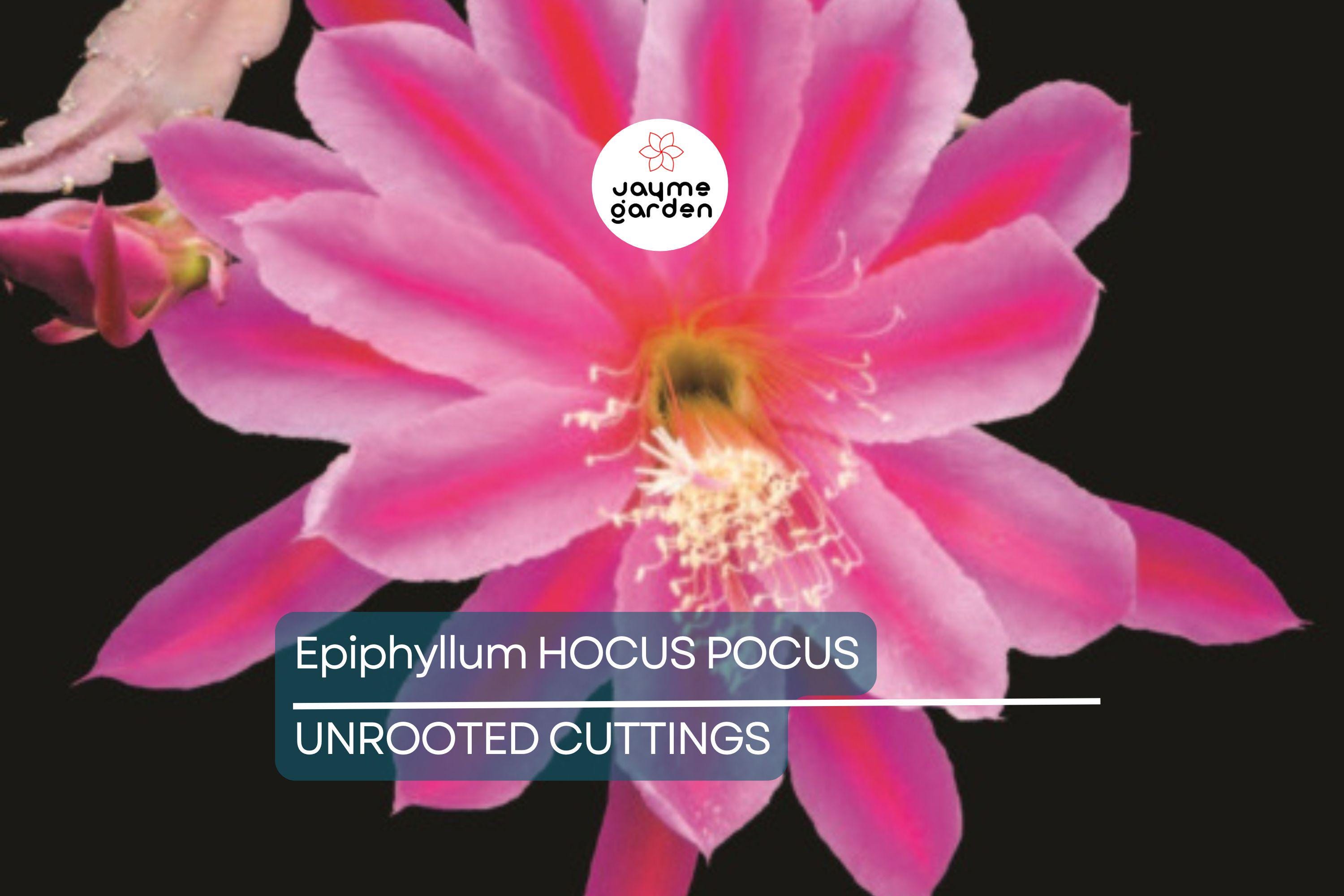 Epiphyllum 'Hocus Pocus' Orchid Cactus Cutting | 8-10 Inch Unrooted Cutting | Stunning Blooms | Perfect for Collectors