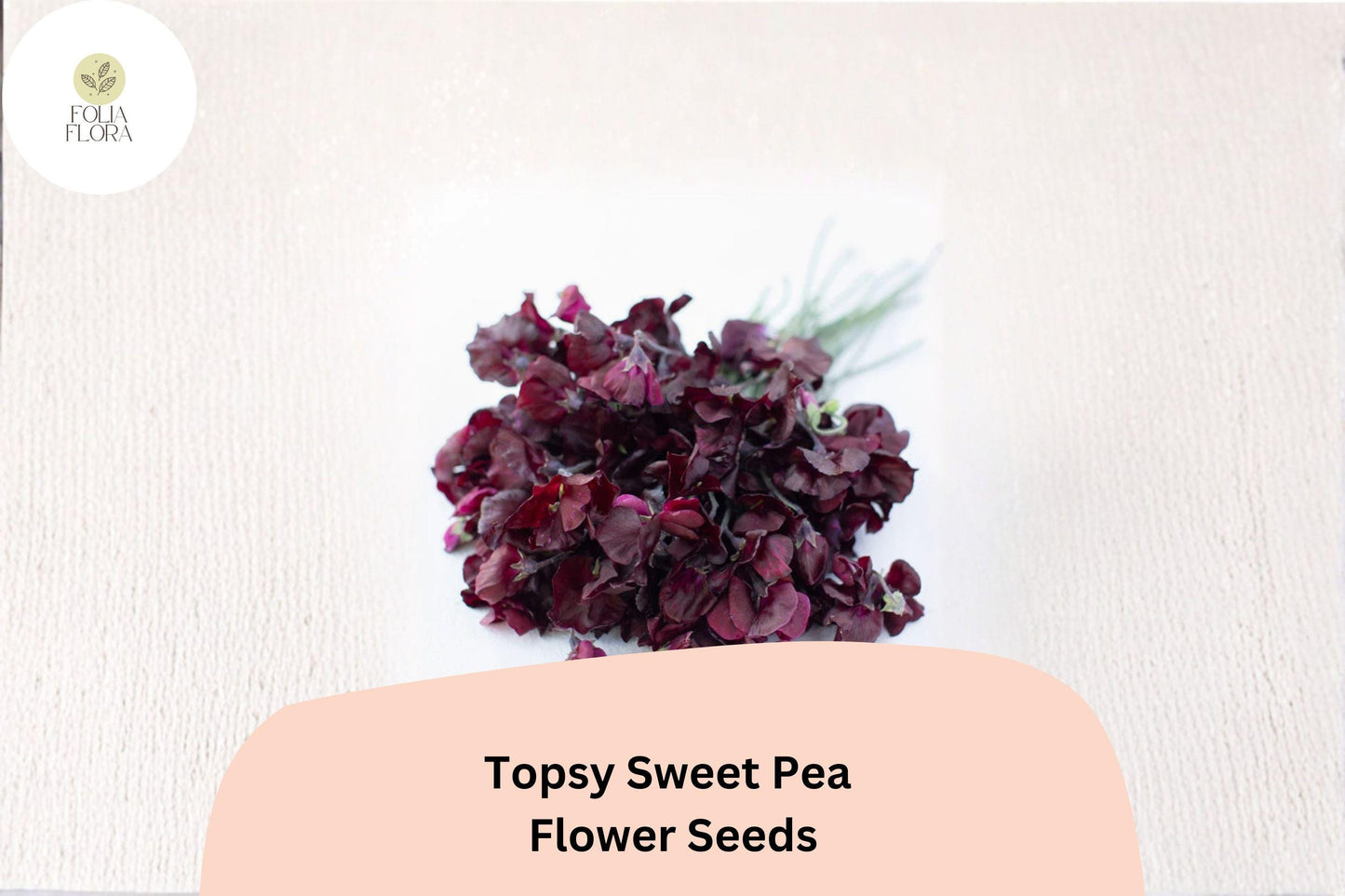 Topsy Sweet Pea Seeds | Lathyrus odoratus Climbing Vine (50+ Seeds) for Garden Planting