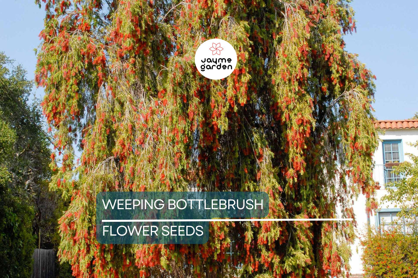 100 Weeping Bottlebrush Tree Seeds – Callistemon viminalis, 15-30 ft Height, Scarlet Blooms, Zones 9-11, Attracts Bees & Hummingbirds