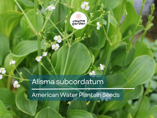 500 Seeds Alisma Subcordatum | Mud Plantain for Planting | Water Plant for Ponds & Wetlands | Native Aquatic Perennial | Wildlife Friendly