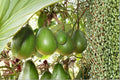 Avozilla Avocado 1 Cutting 6-8" (Persea americana) Unrooted Avocado Tree Cutting