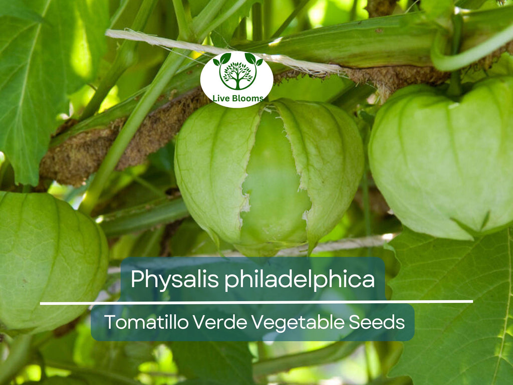 100 mg Seeds Tomatillo Verde – Physalis philadelphica | Fresh Mexican Husk Tomatoes for Planting, Salsa, and Cooking
