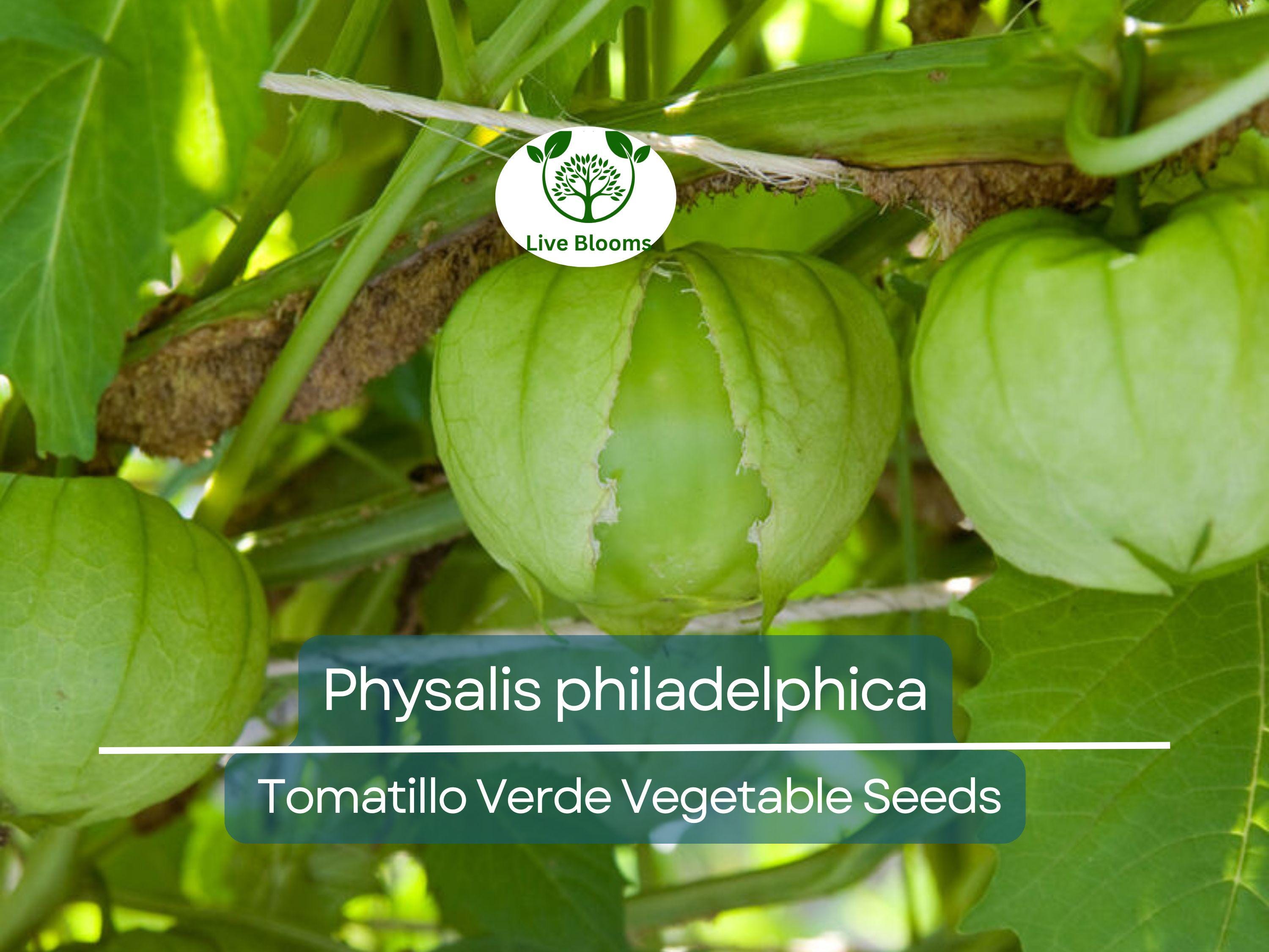 100 mg Seeds Tomatillo Verde – Physalis philadelphica | Fresh Mexican Husk Tomatoes for Planting, Salsa, and Cooking
