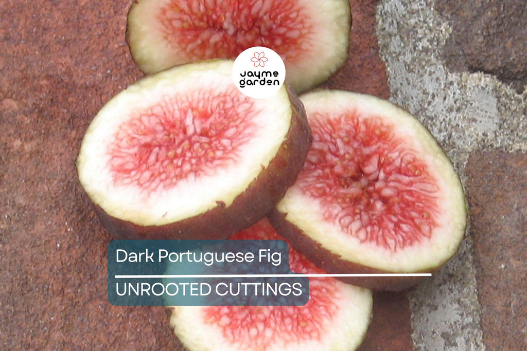1 Dark Portuguese Fig Cutting | Fresh 6"+ Scions with 3 Nodes | Rare Live Ficus | Perfect for Rooting & Grafting