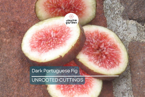 1 Dark Portuguese Fig Cutting | Fresh 6"+ Scions with 3 Nodes | Rare Live Ficus | Perfect for Rooting & Grafting