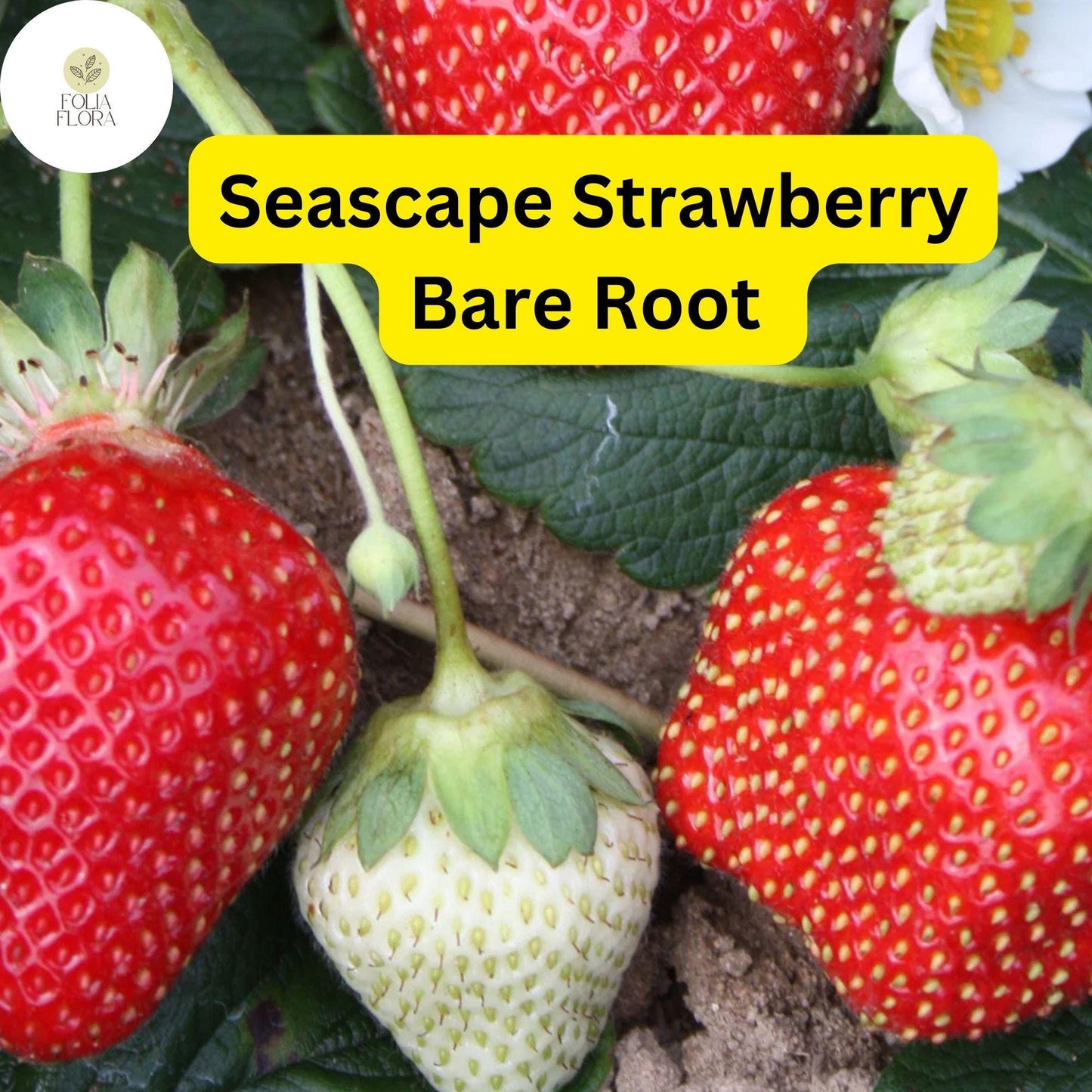 Seascape Ever Bearing Strawberry Plants Bare Root, Fragaria × ananassa, High-Yield Sweet Berries