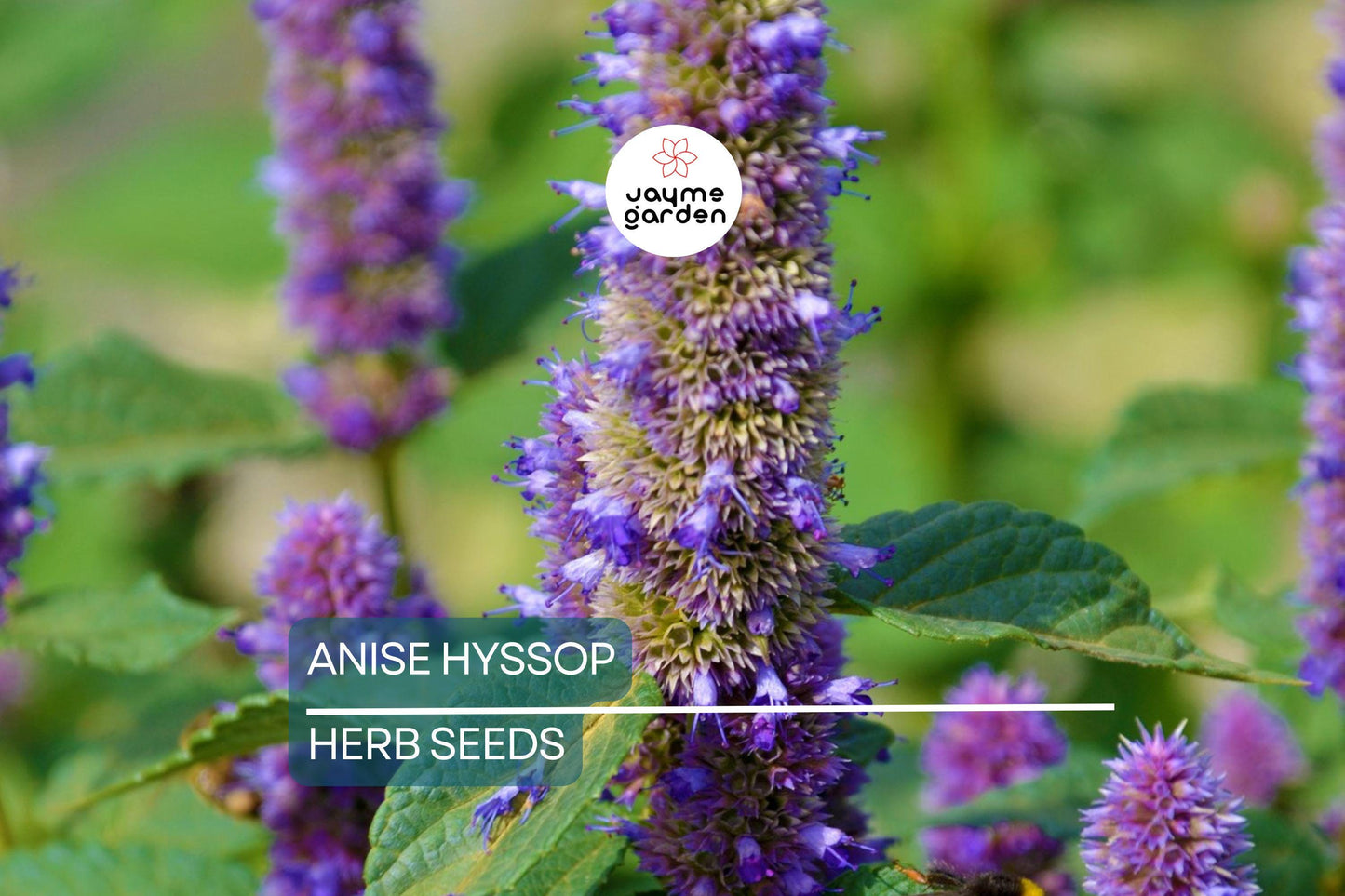 1,000 Anise Hyssop Seeds – Non-GMO, Fragrant Pollinator Plant, USA Seller, Free Shipping