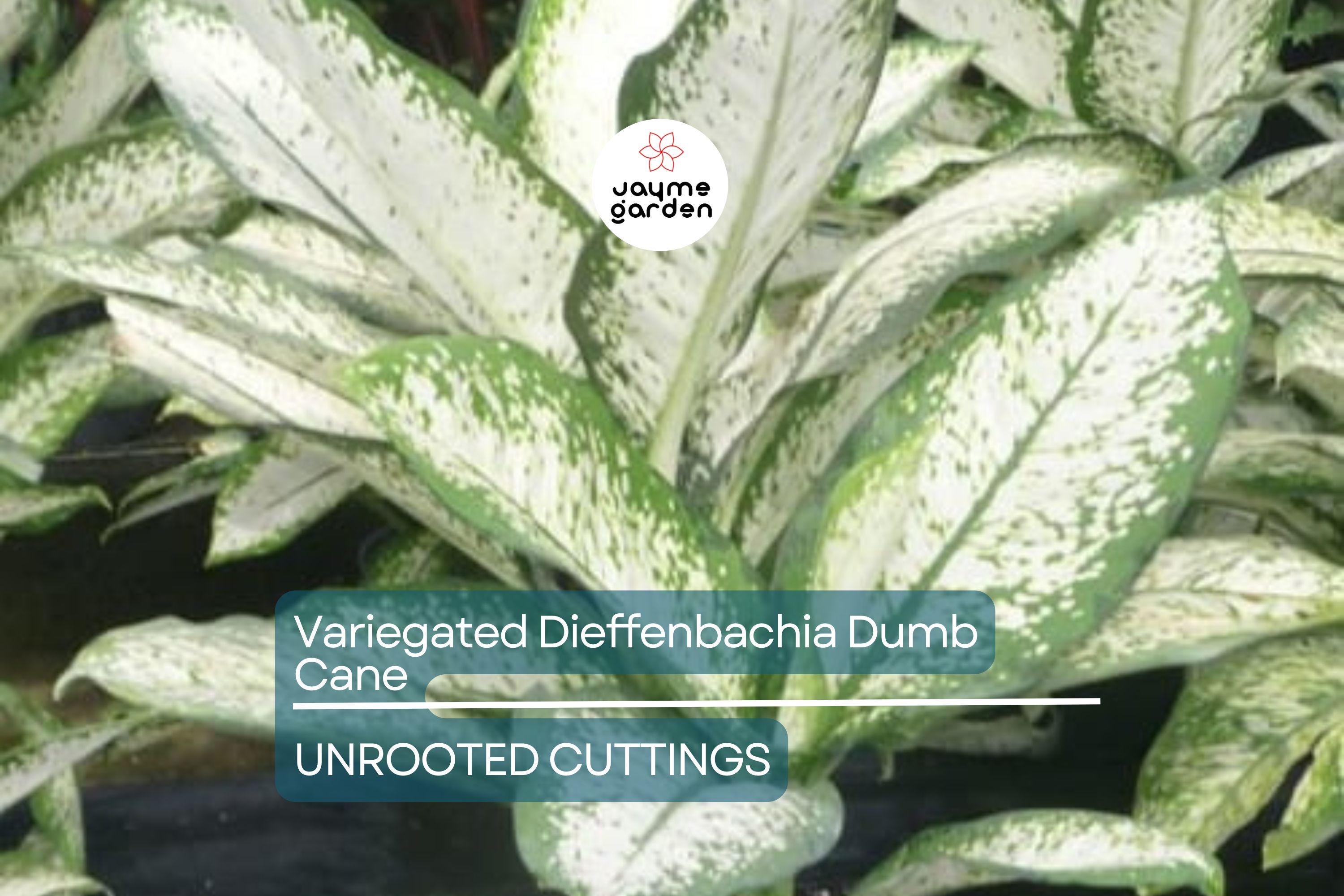 Variegated Dieffenbachia Dumb Cane Live Cutting | Rare Houseplant | Air-Purifying & Fast-Growing | 4-8" Fresh Cutting