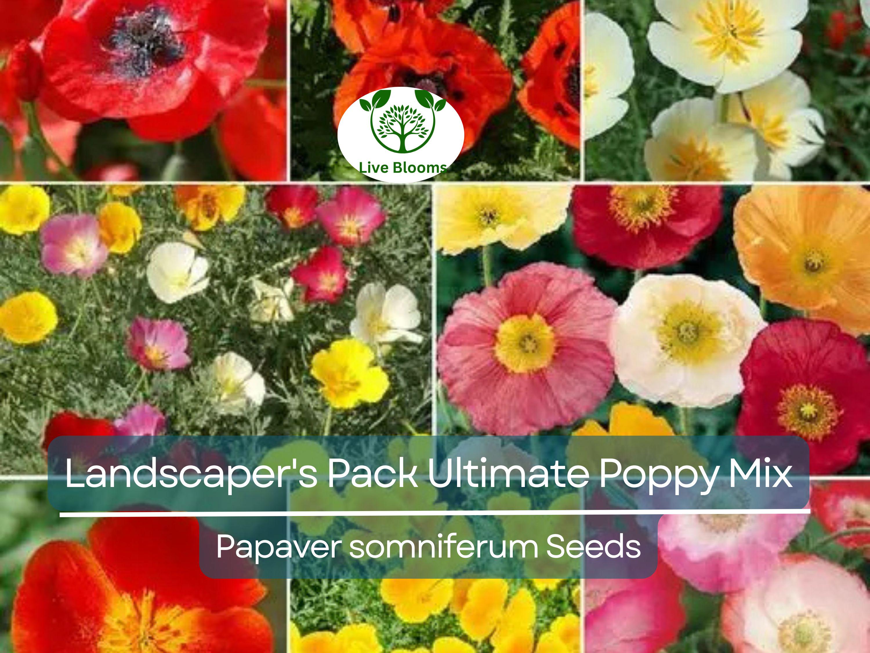 5000 Seeds Landscaper's Pack Ultimate Poppy Mix with Breadseed Papaver Non-GMO, Papaver somniferum, Colorful Garden Flowers