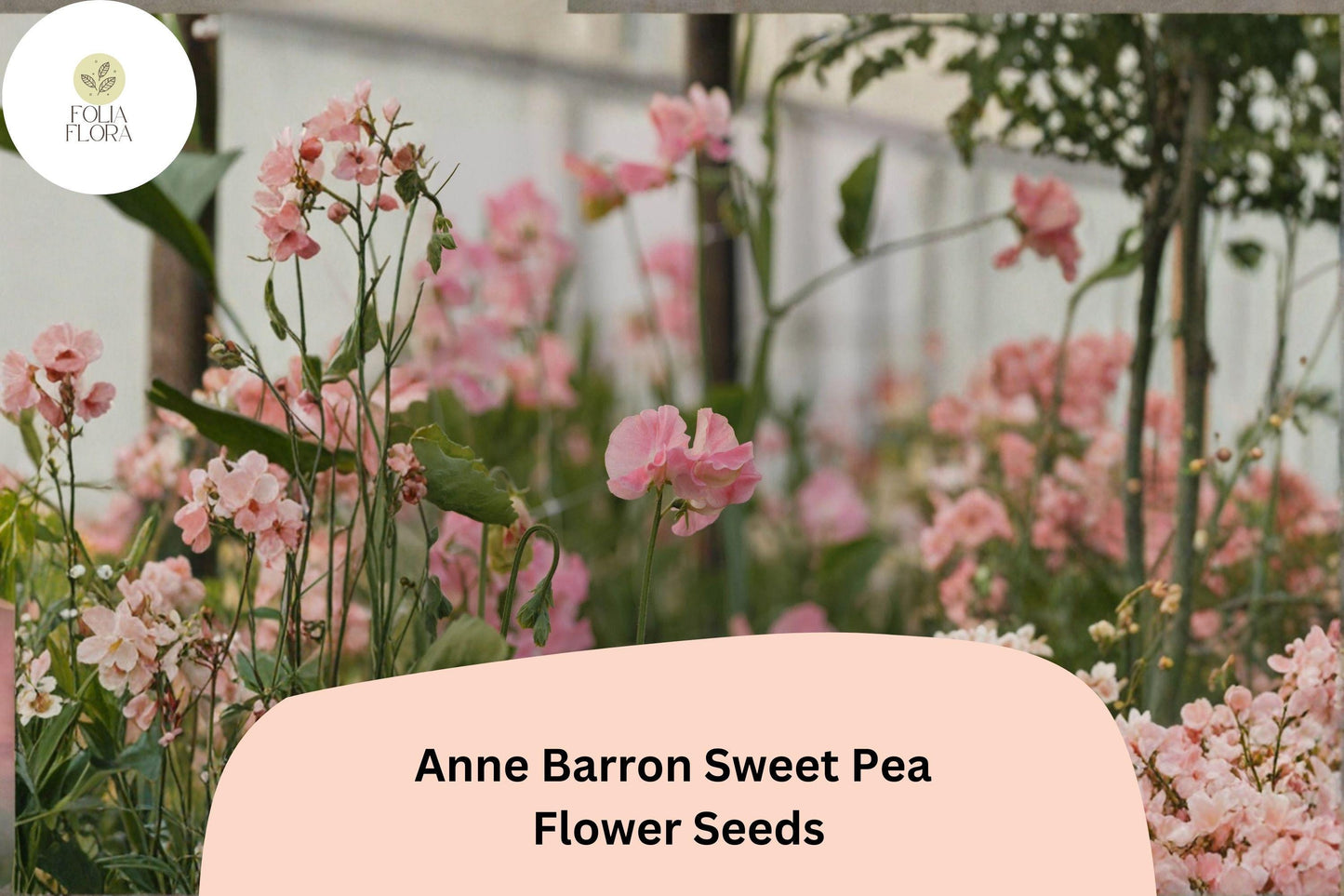 50+ Anne Barron Sweet Pea Seeds | Soft Pink Tall Climbing Cottage Garden Flowers