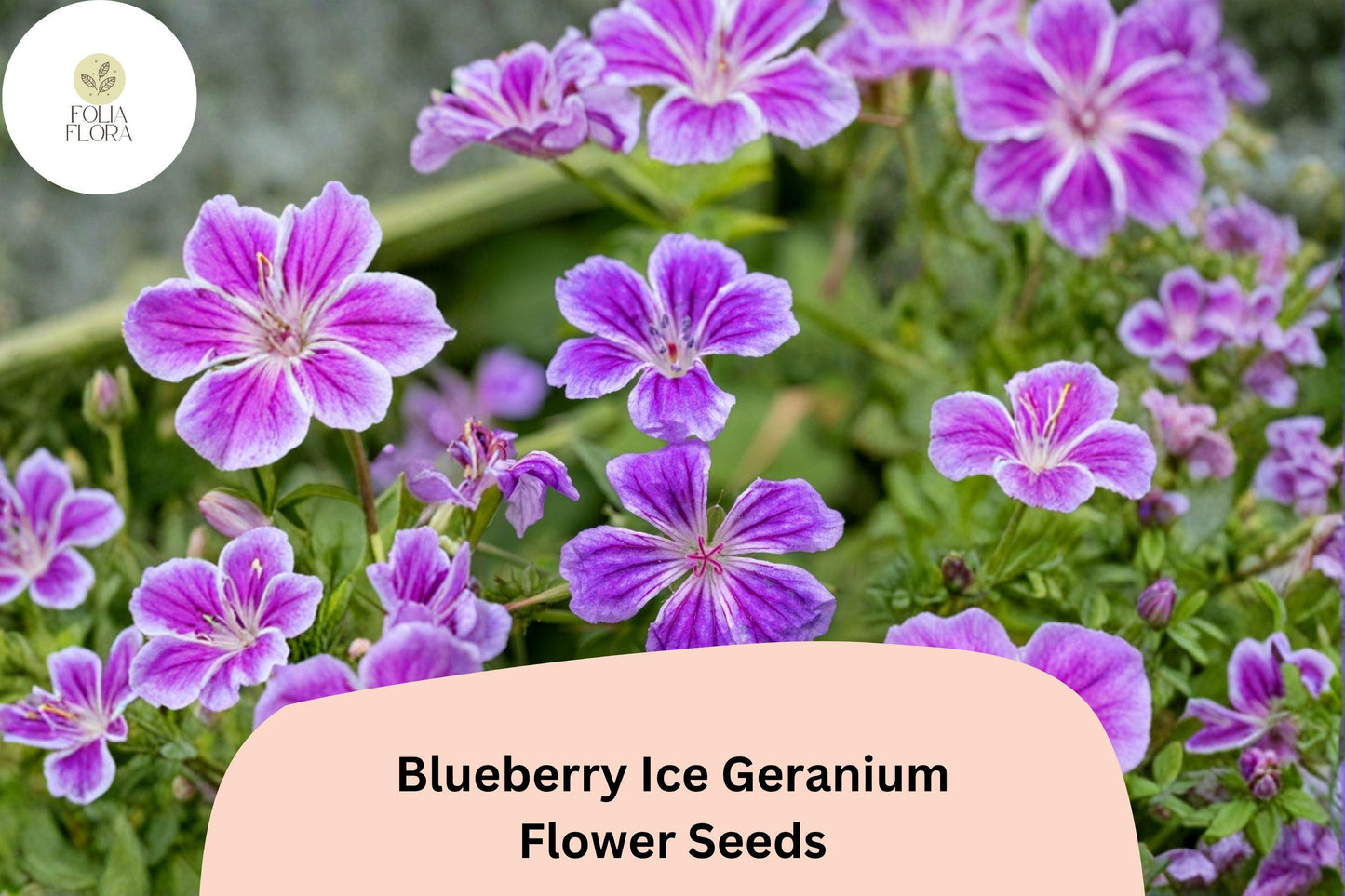 25+ Blueberry Ice Geranium Seeds | Hardy Perennial Purple & White Blooms | Garden Cranesbill Flower
