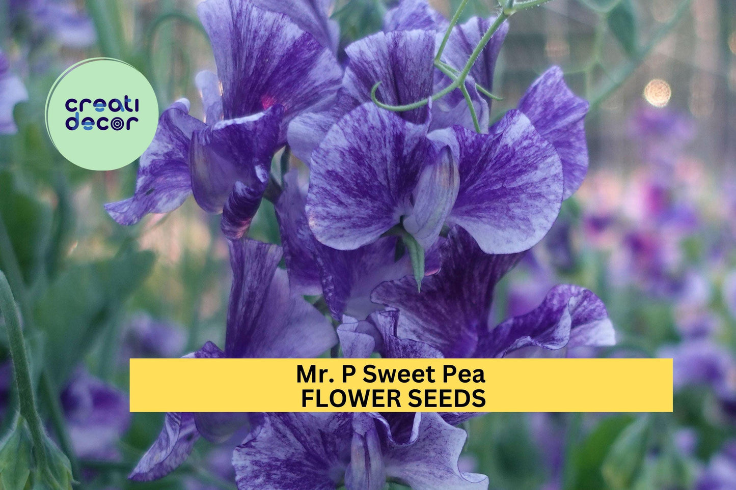 50+ Mr. P Sweet Pea Seeds – Deep Magenta Fragrant Blooms for Garden Planting, Climbing Vines for Trellises & Bouquets – USA