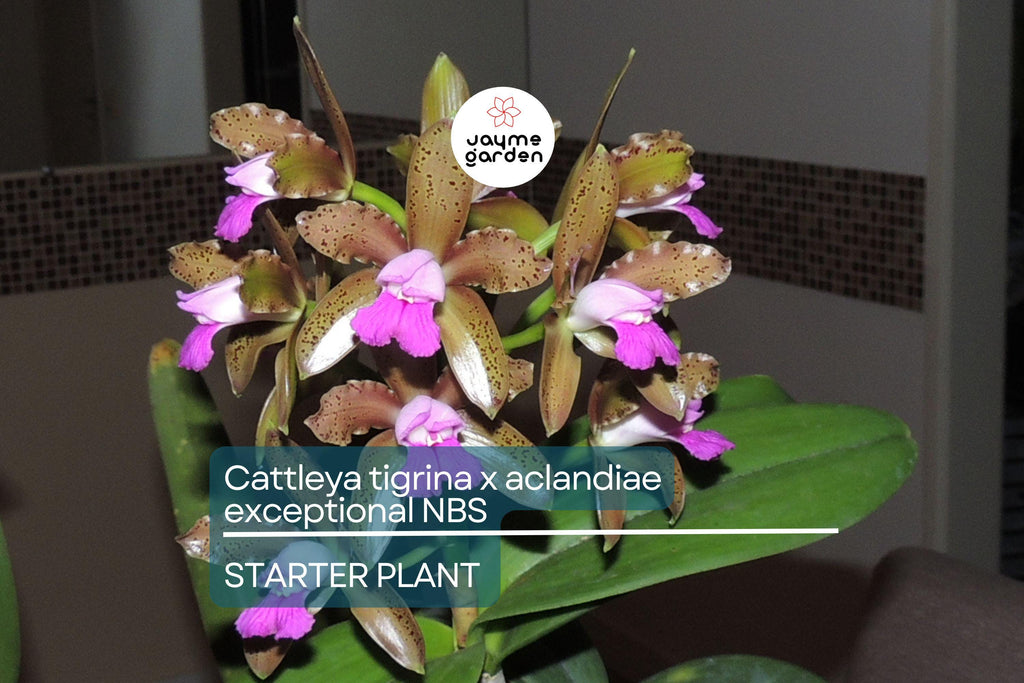 Cattleya Tigrina x Aclandiae NBS Seedling | Compact Orchid Hybrid with Spotted Fragrant Blooms | 3" Pot | Rare Collectors' Plant