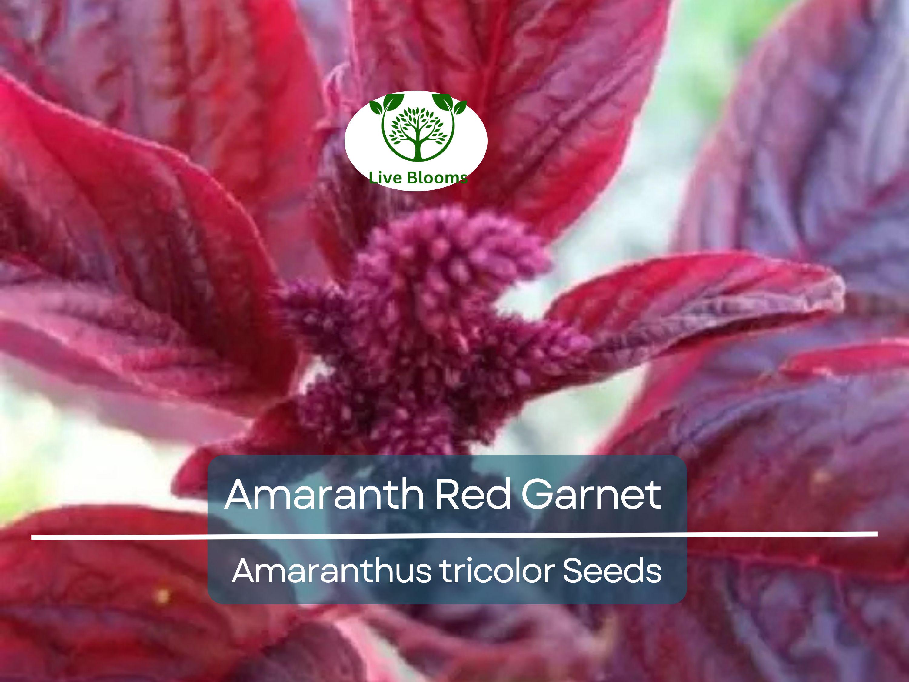 750 Amaranth Seeds Red Garnet | Edible Microgreens & Grain | Tall up to 10’ | Non-GMO | Amaranthus Tricolor | Heirloom