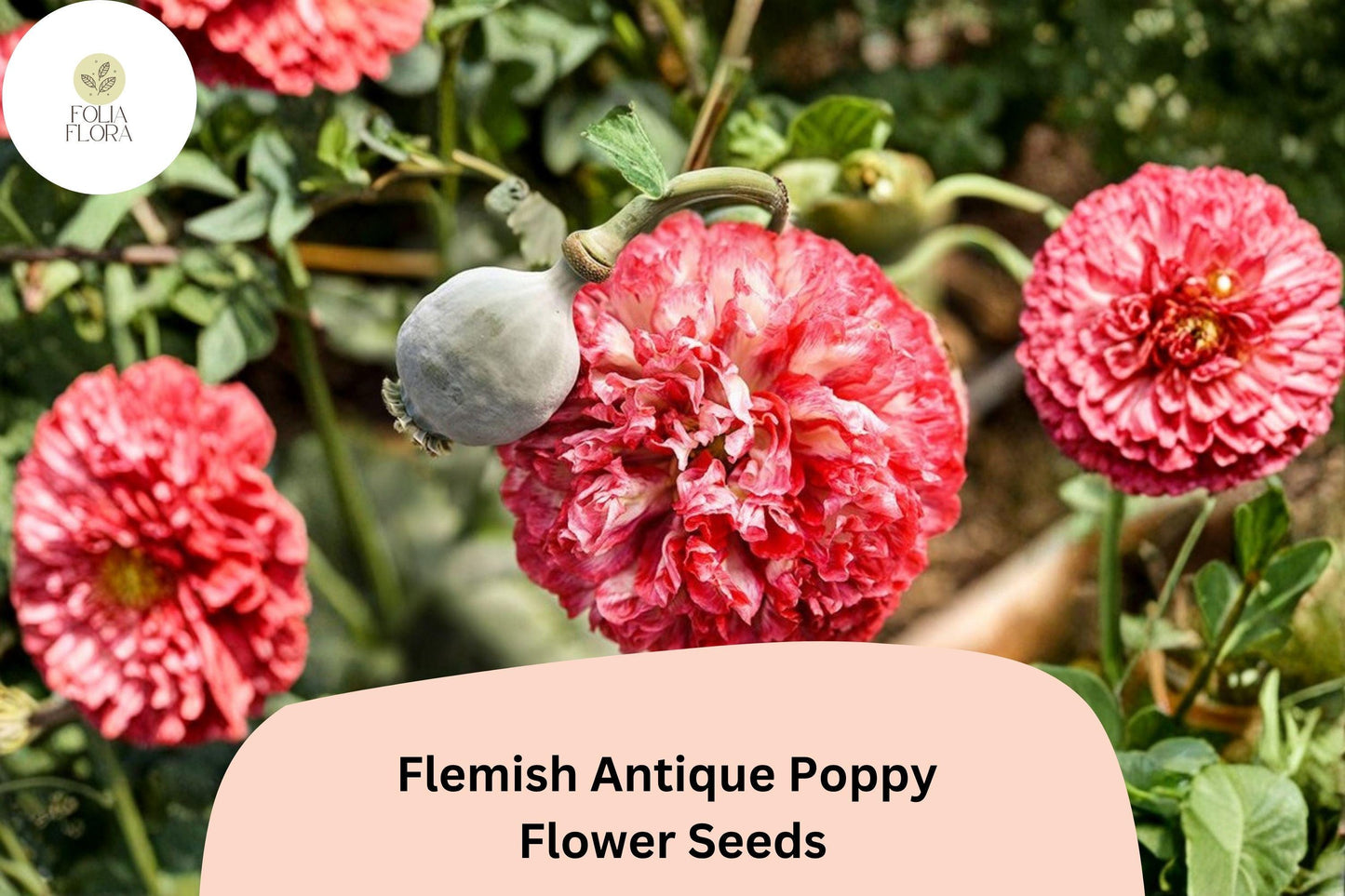 200+ Flemish Antique Poppy Seeds for Garden Planting – Frilled Cream & Red Blooms, Easy to Grow Flowers