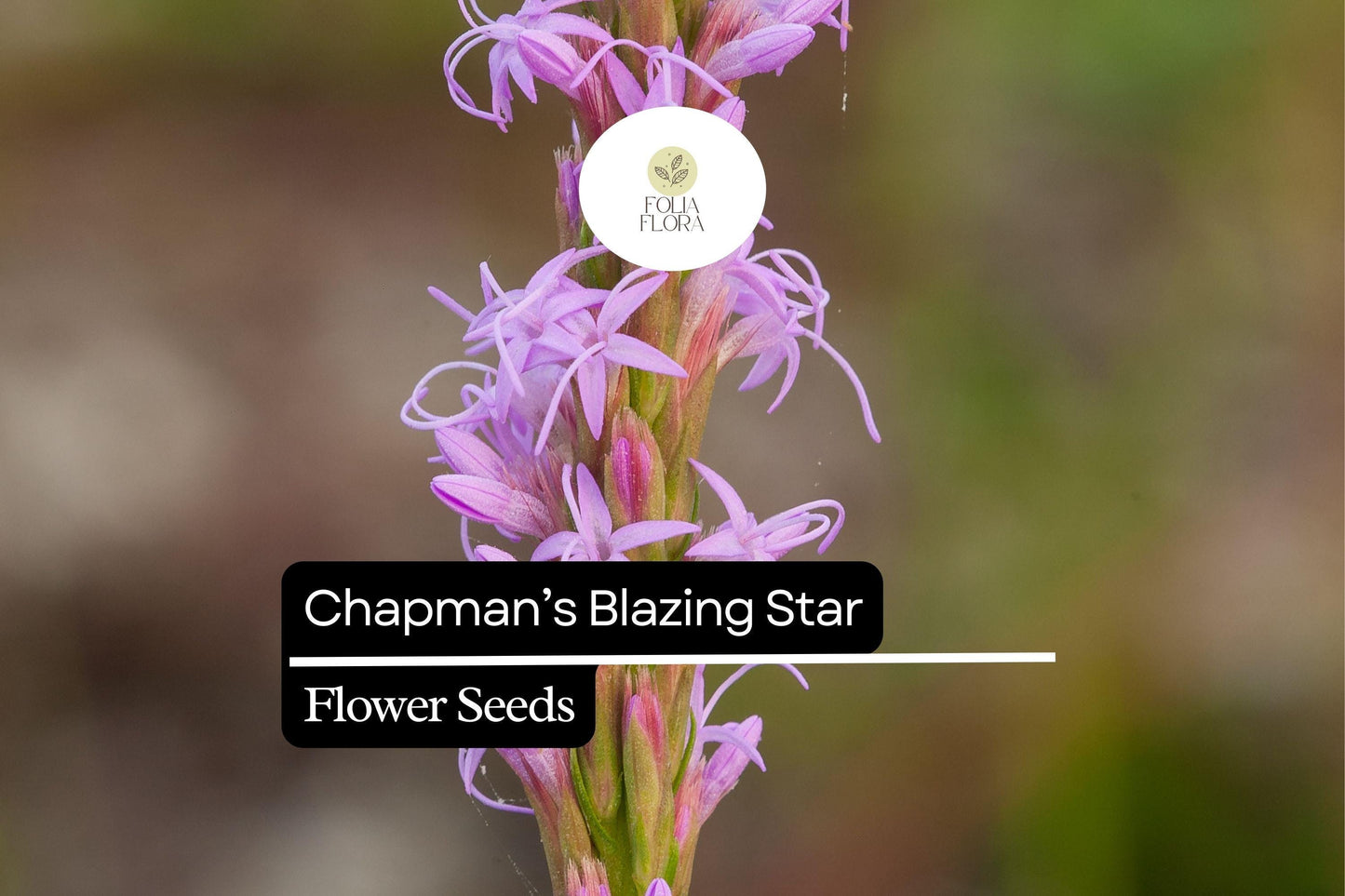 Chapman's Blazing Star | 25 Seeds | Liatris chapmanii | Native Wildflower for Pollinators & Drought-Tolerant Gardens