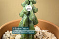 3" Ish Boobie Cactus Starter Plant - Unique Live Cactus Cutting - Add Heatpack/Insulation for Cold Weather