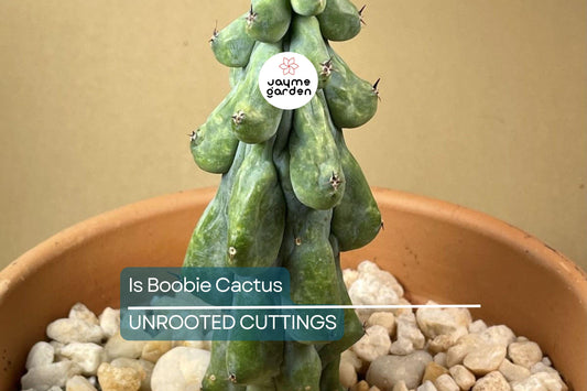 3" Ish Boobie Cactus Starter Plant - Unique Live Cactus Cutting - Add Heatpack/Insulation for Cold Weather