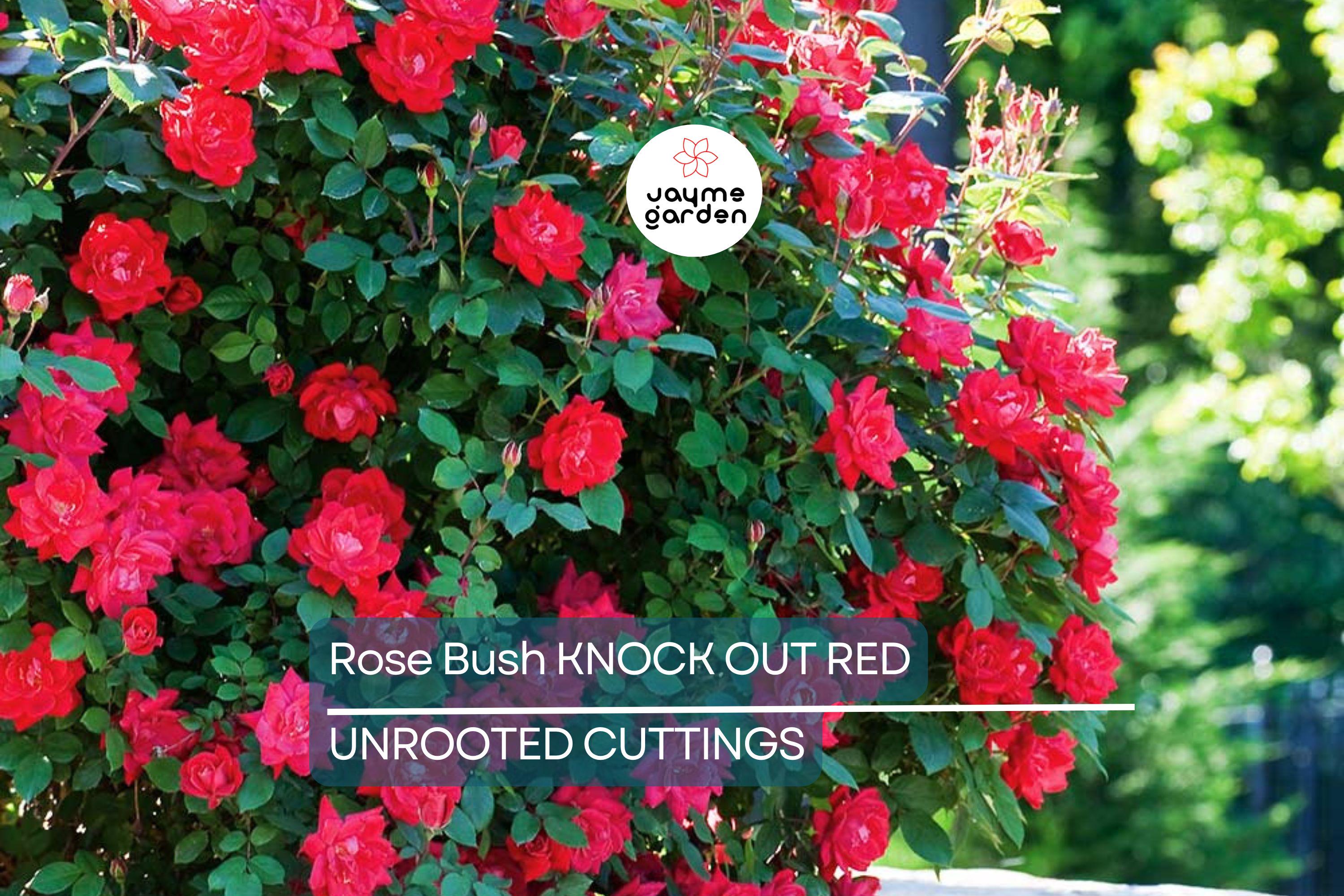Knock Out Red Rose Bush Cuttings - 6" Unrooted Live Plant, Fast-Growing, Flowering Shrub for Outdoor Gardens, USDA Zones 5-9