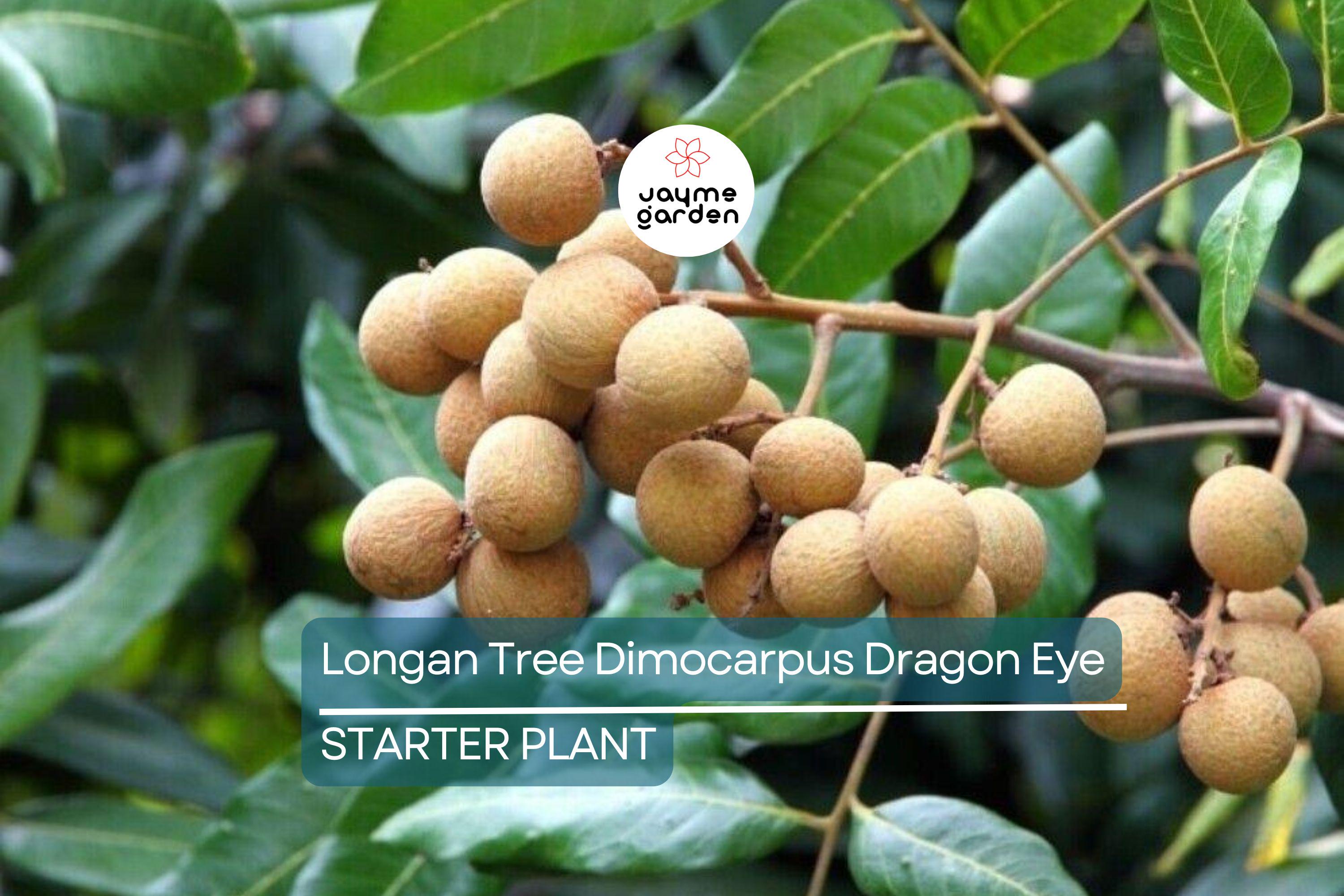Longan Tree Dimocarpus Dragon Eye - 6” Seedling with Pot - Tropical Fruit Tree, Ready to Plant