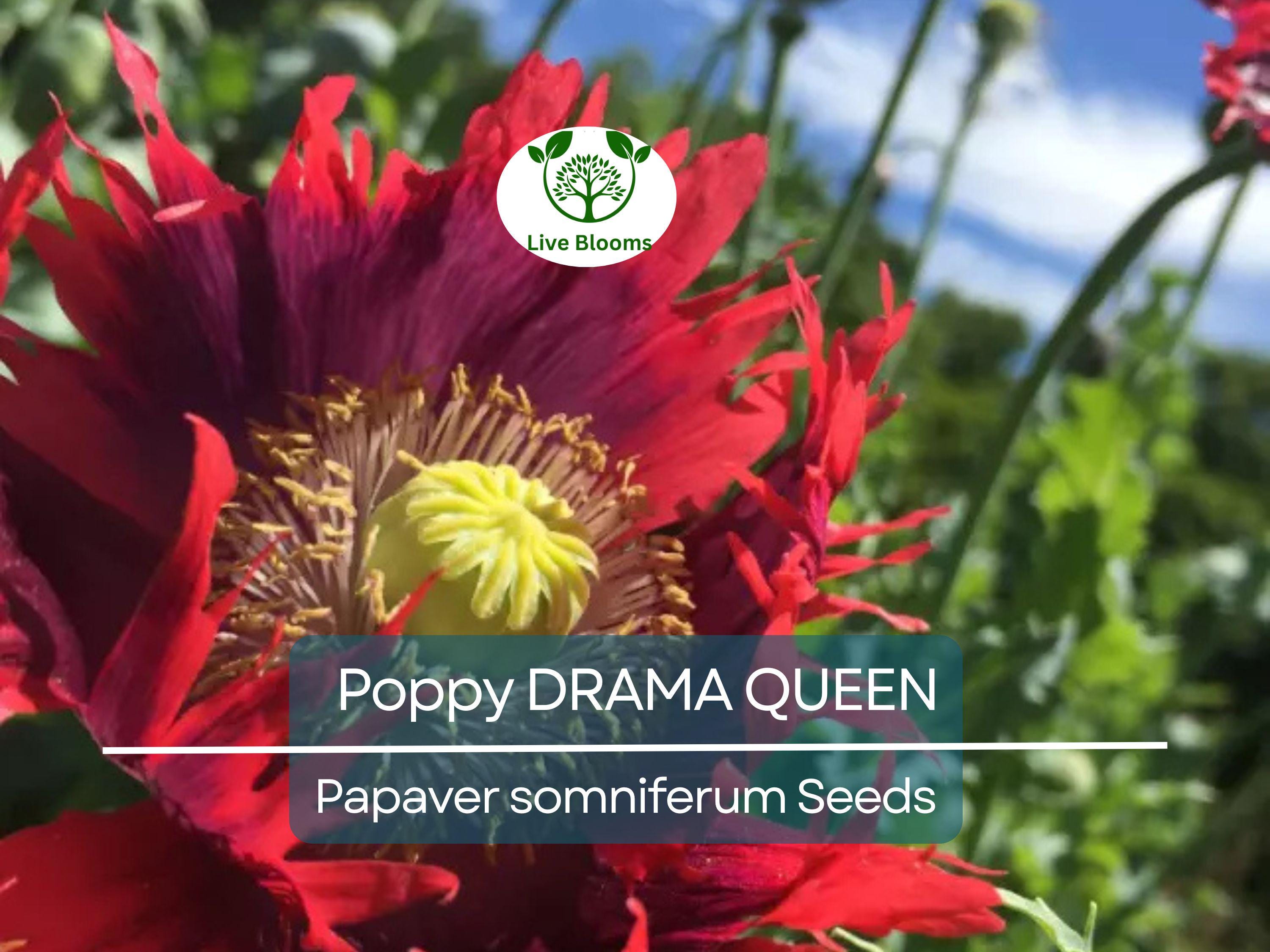 1000 Seeds Poppy DRAMA QUEEN Breadseed Red Purple Flowers, Frilled Edges, Non-GMO, Stunning Ornamental, Edible, Garden & Flower Bed Plant