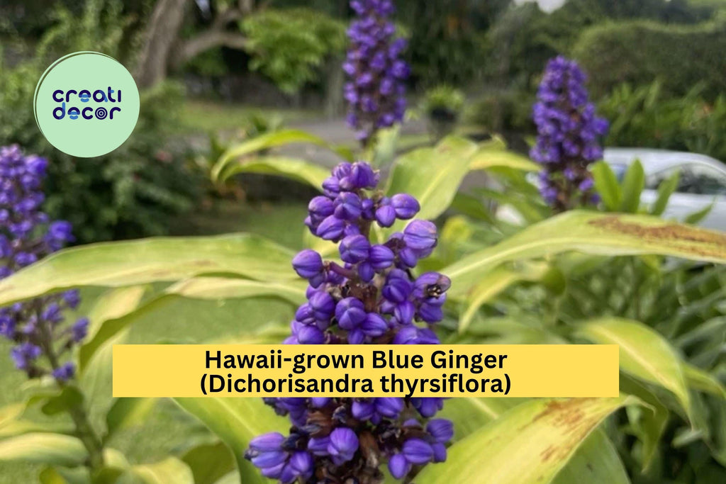 Blue Ginger Plant Cuttings – 3 Count Dichorisandra thyrsiflora – Tropical Hawaii-Grown Starter for Shade Gardens
