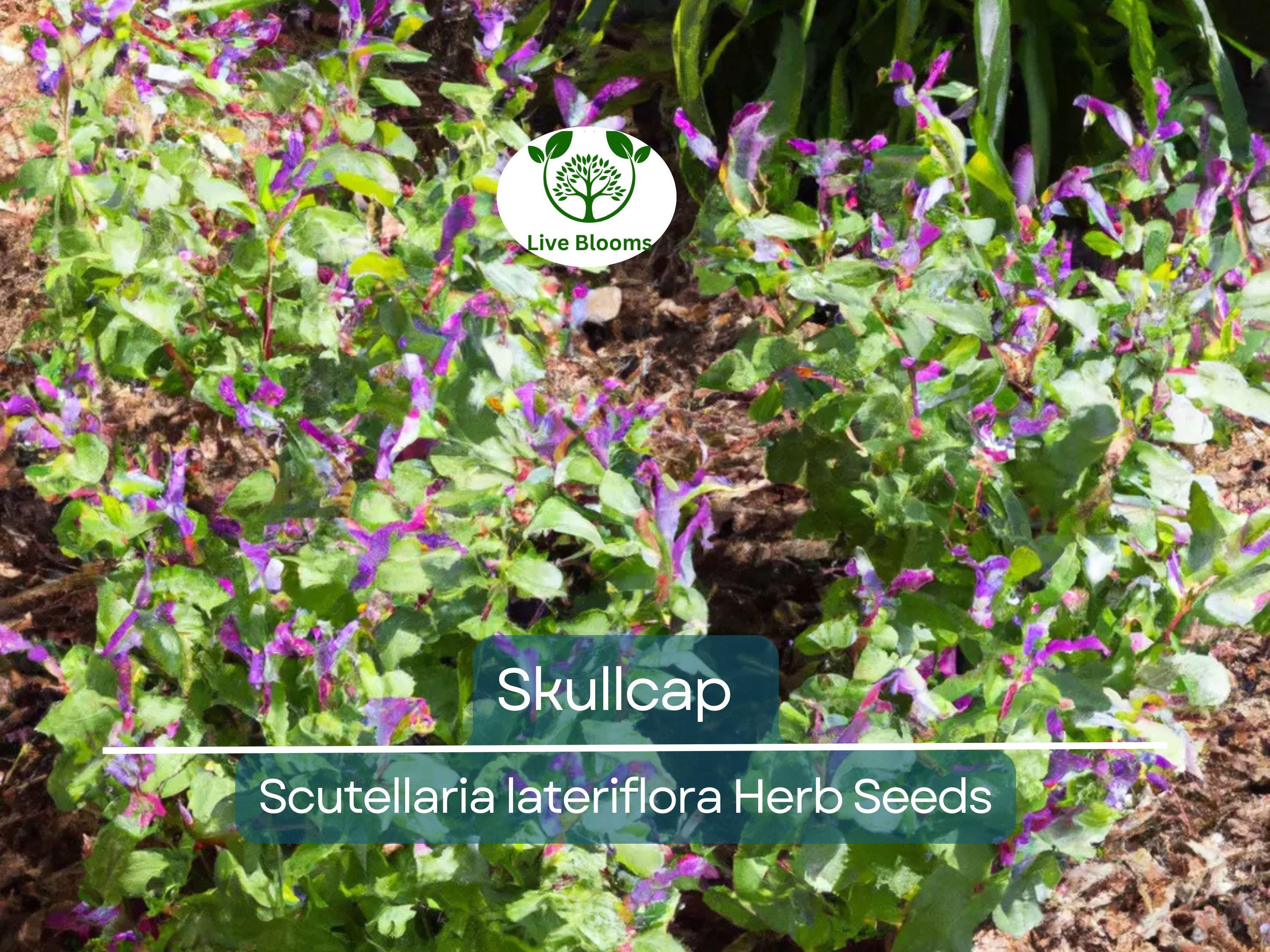 100 Skullcap Herb Seeds (Scutellaria lateriflora) for planting - Mad Dog, Grow Your Own Plant