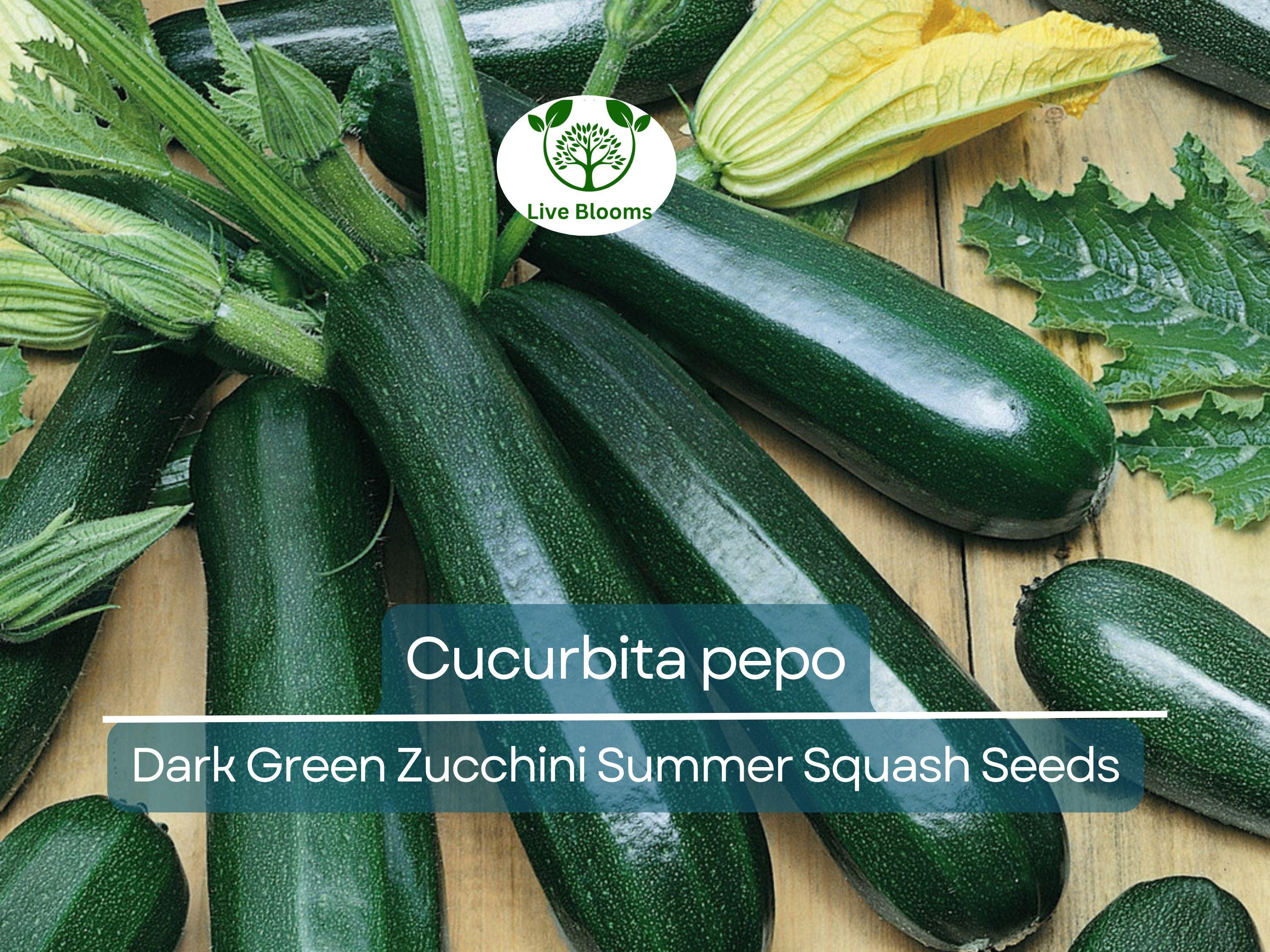 1 Gram Seeds Dark Green Zucchini Summer Squash – Cucurbita pepo | High-Yield Vegetable for Planting & Gardening