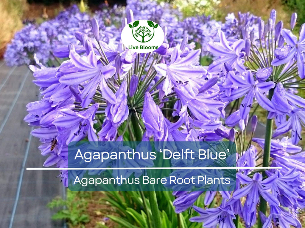 1 Agapanthus ‘Delft Blue’ – Bare Root Plant – Summer-Blooming Lily of the Nile – Showy Blue Flowers – Pollinator-Friendly