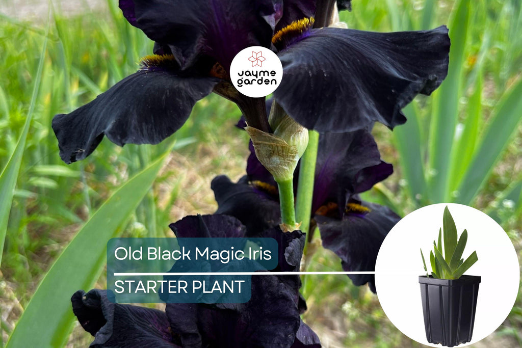 Old Black Magic Iris – Quart Pot | Fragrant Black Flowers | Hardy Perennial | Zones 3-10