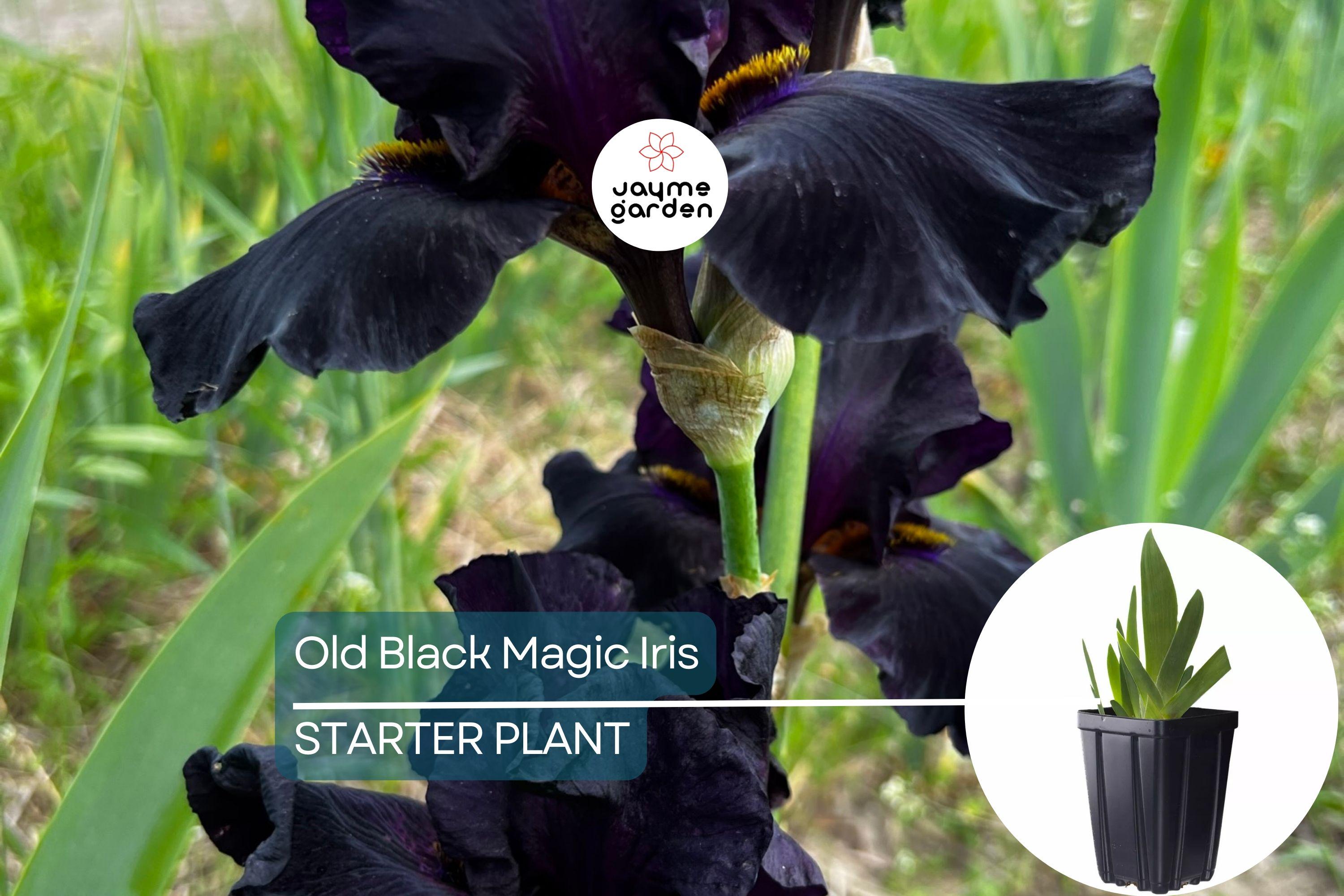 Old Black Magic Iris – Quart Pot | Fragrant Black Flowers | Hardy Perennial | Zones 3-10