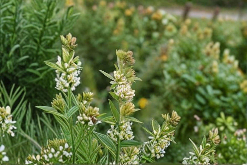 Roundhead Bush Clover – Lespedeza capitata, Native Prairie Perennial | Nitrogen-Fixing Legume (30 Seeds)