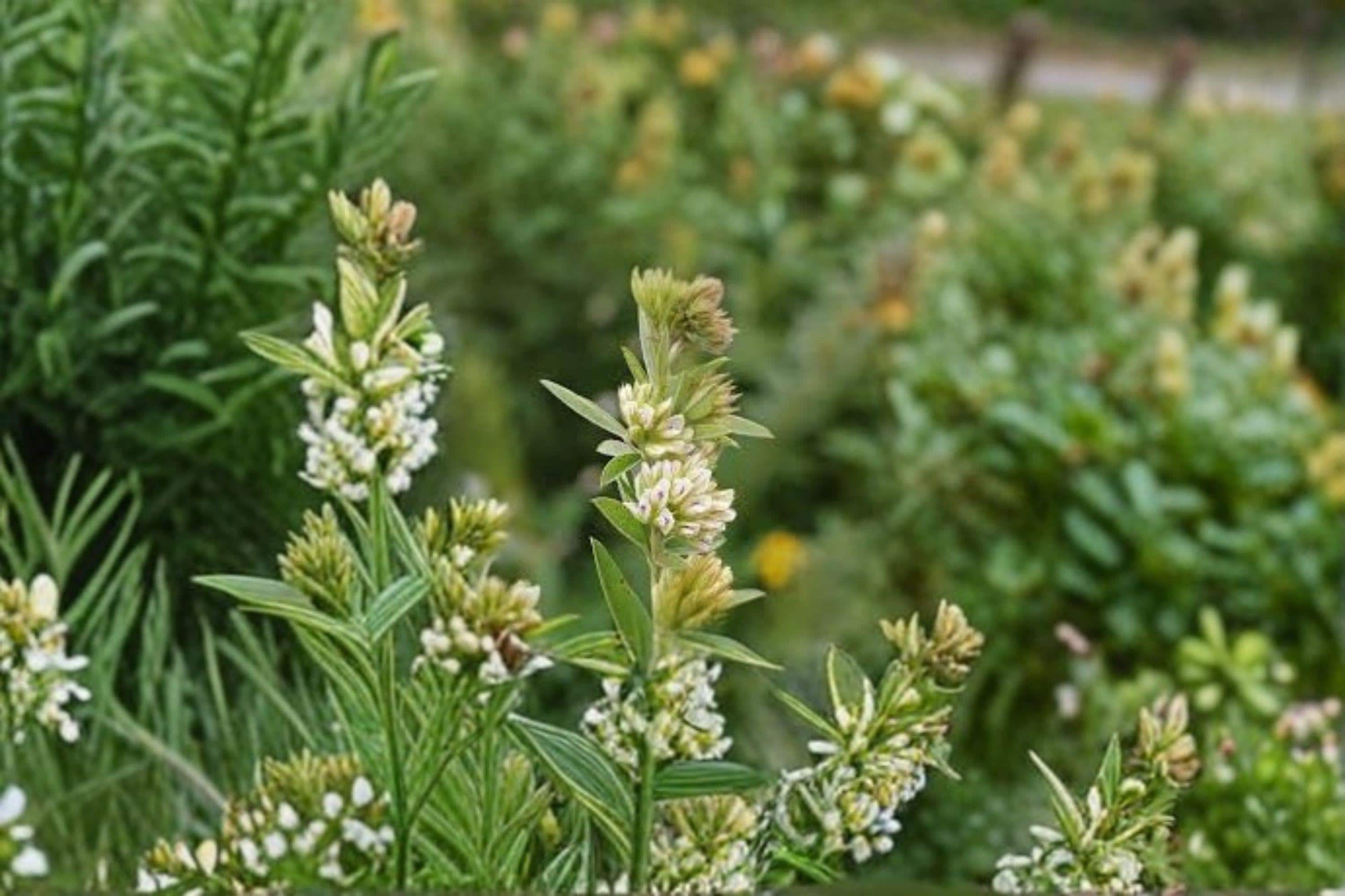 Roundhead Bush Clover – Lespedeza capitata, Native Prairie Perennial | Nitrogen-Fixing Legume (30 Seeds)
