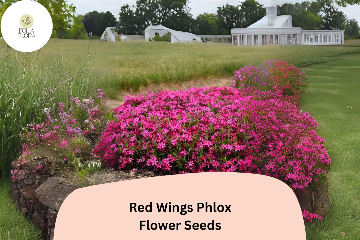 100+ Red Wings Creeping Phlox Seeds – Groundcover Flowers, Phlox subulata