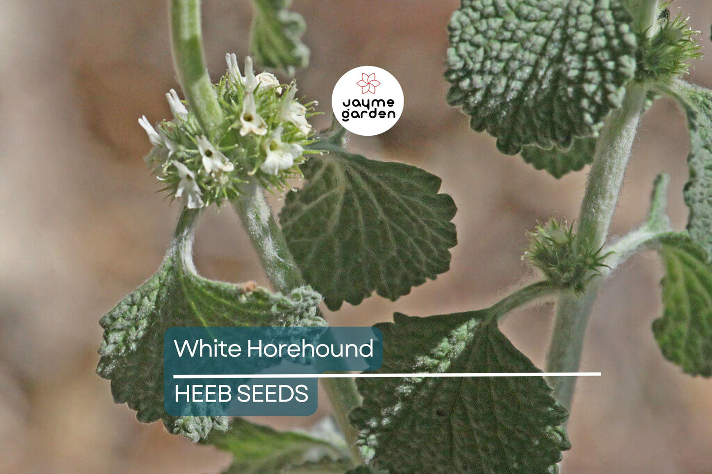 500 White Horehound Herb Seeds (Marrubium vulgare), Bitter Flavor, 10-18" Tall, Free Shipping
