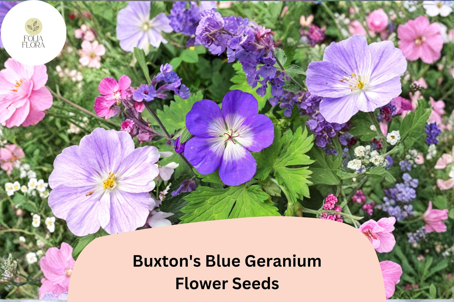 25+ Buxton’s Blue Geranium Seeds | Hardy Perennial Blue Cranesbill | Long-Blooming Garden Flower