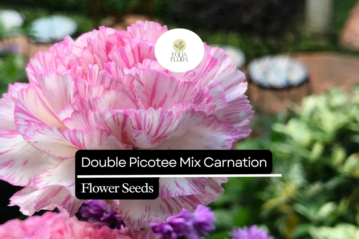Double Picotee Mix Carnation (Dianthus caryophyllus) – Fragrant Blooms, Multi-Color Edges, Long-Lasting Flowers