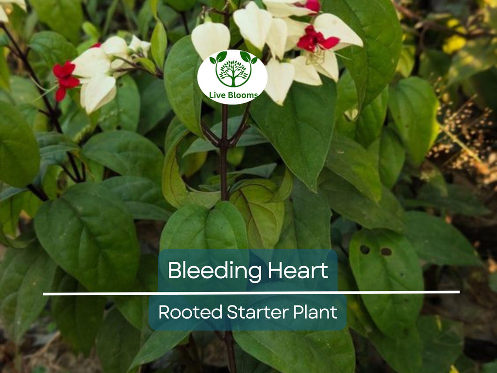 1 Bleeding Heart Rooted Starter Plant - Clerodendrum thomsoniae, White & Red Blooms, Hardy Vine for Garden, Perfect for Landscapes