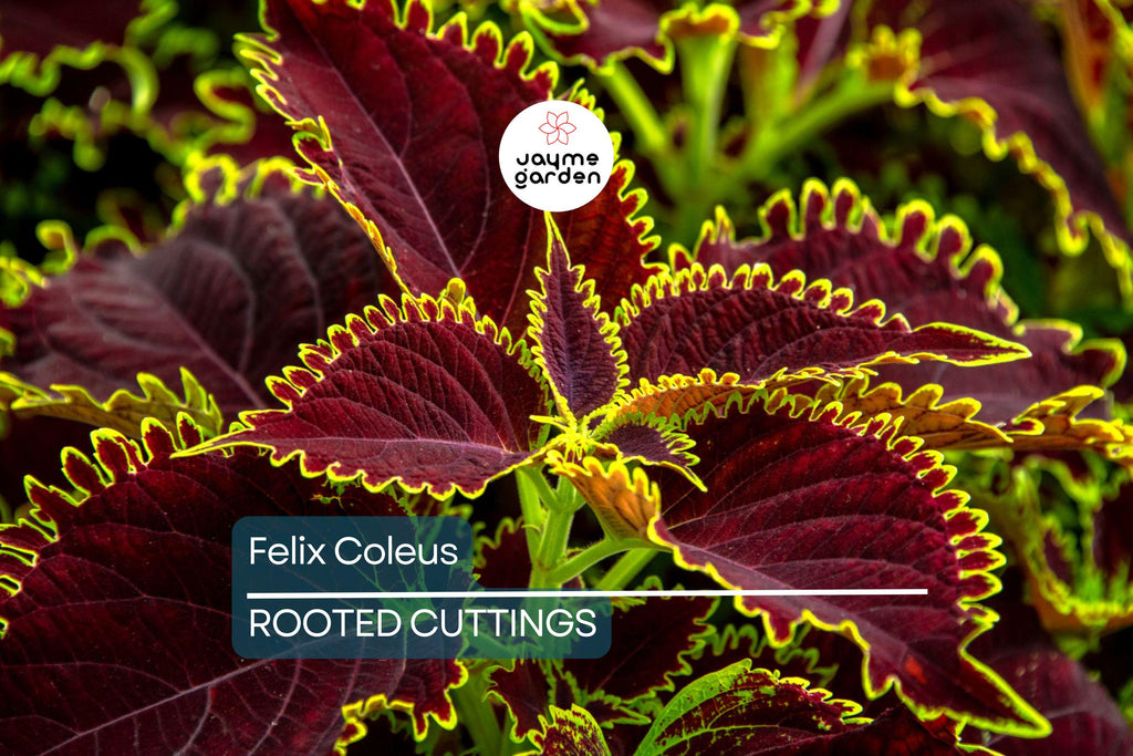 Felix Coleus Rooted Cutting | Vibrant Foliage Starter Plant | Easy Care for Indoor & Outdoor Gardens