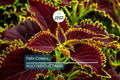 Felix Coleus Rooted Cutting | Vibrant Foliage Starter Plant | Easy Care for Indoor & Outdoor Gardens