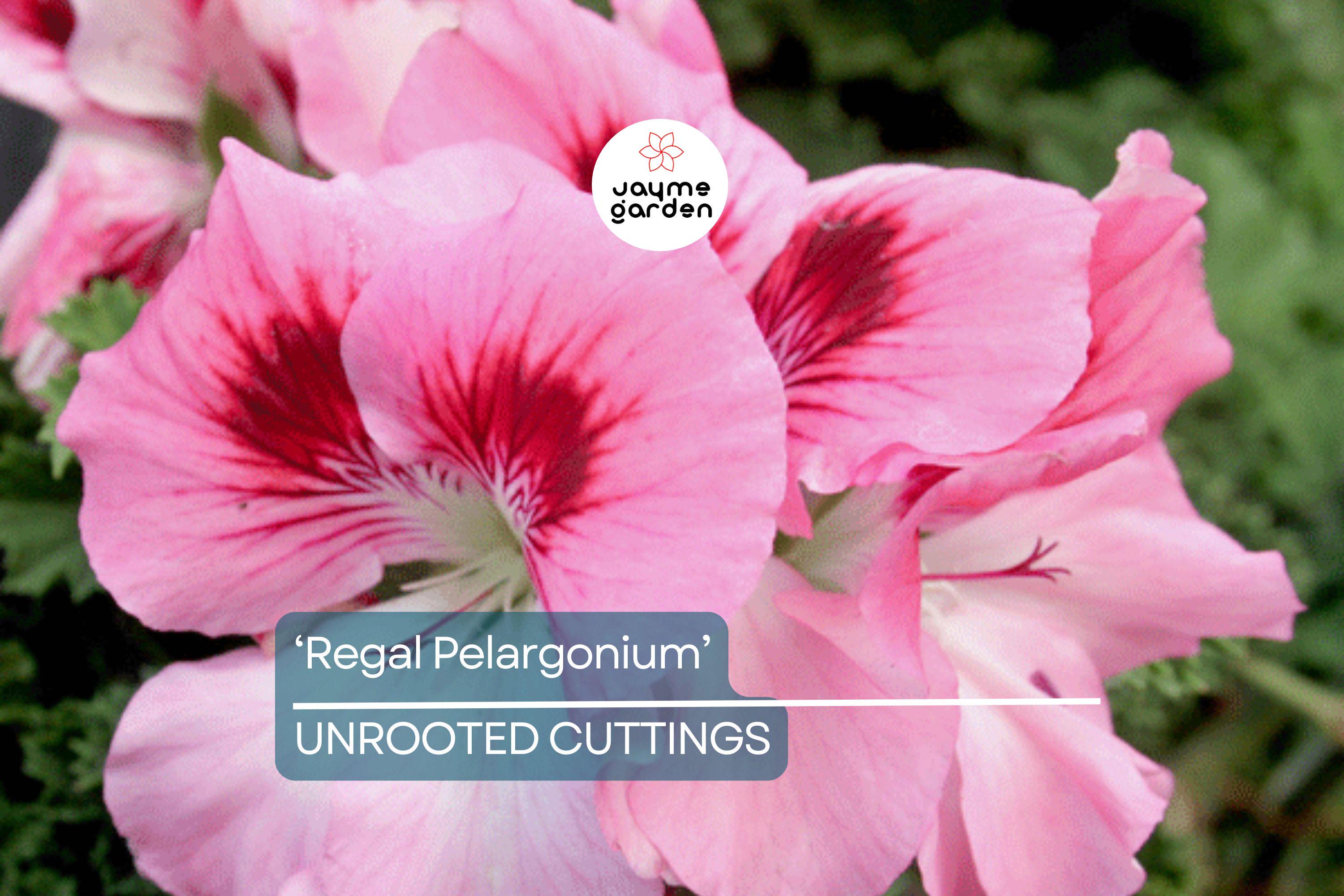 Organic Geranium 'Regal Pelargonium' - 3 Fresh Cuttings (5-8") - Easy to Grow, Sun-Loving Outdoor Plant