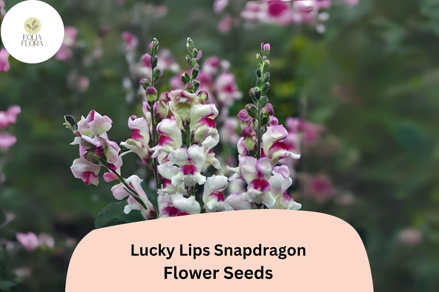 Antirrhinum majus Lucky Lips Snapdragon Seeds – 1000+ Unique Bi-Color Blooms for Garden & Cut Flowers