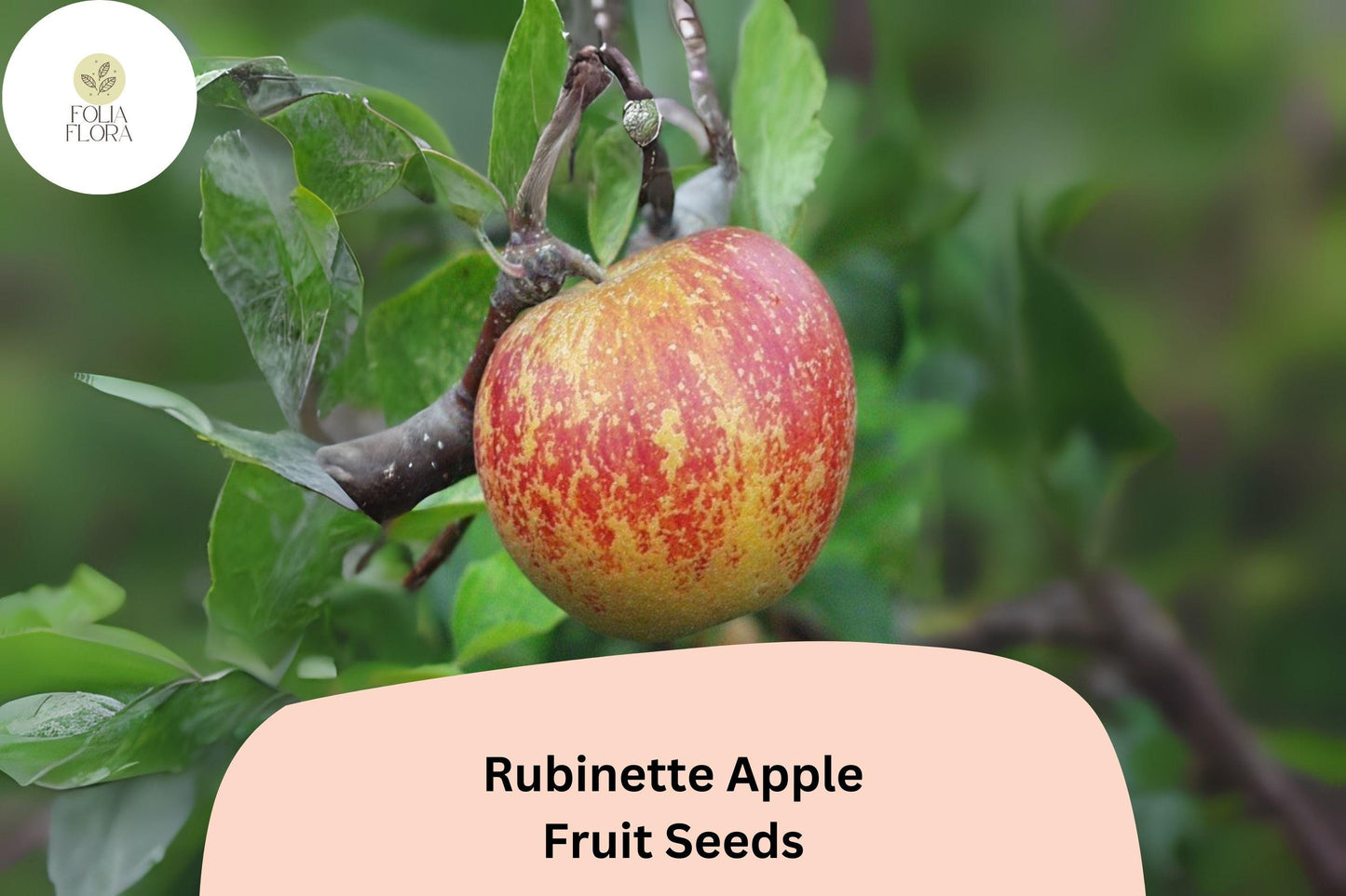 25+ Rubinette Apple Seeds | Malus domestica | Rare Heirloom Apple Variety for Home Orchard Garden Planting