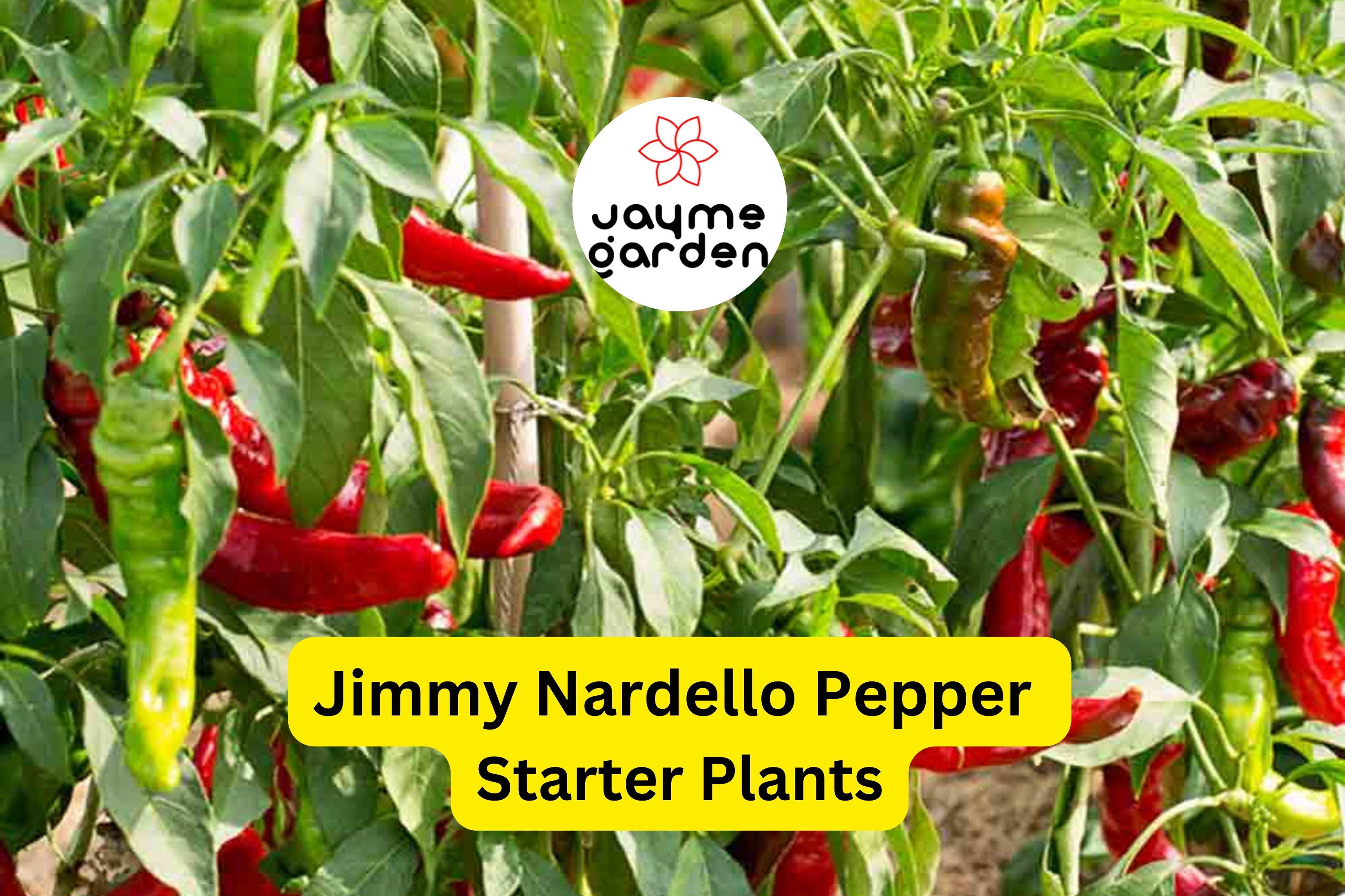 3 Jimmy Nardello Pepper Starter Plants - Sweet Italian Frying Pepper - High Yield for Cooking, Gardens & Container Growing