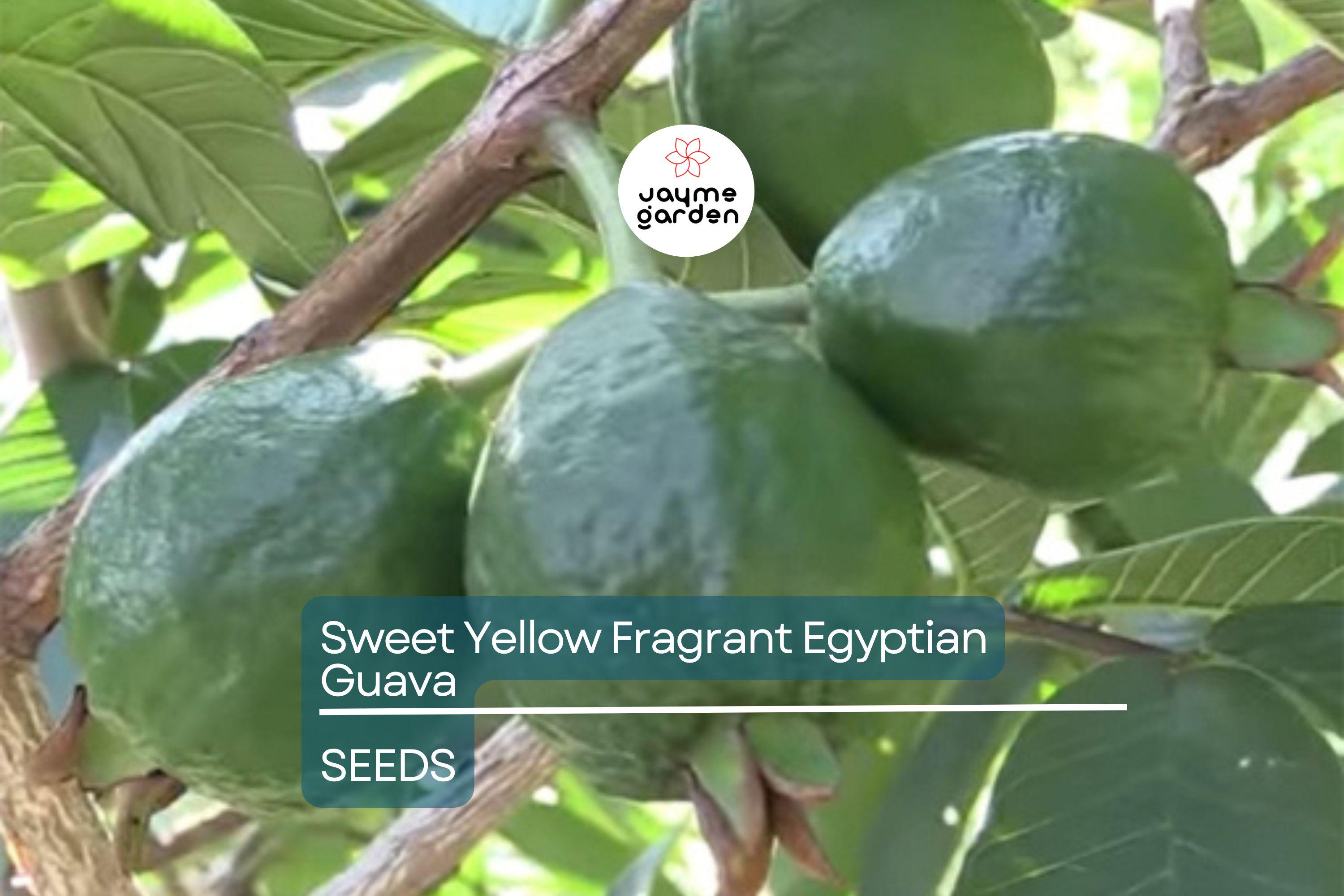 20 Sweet Yellow Egyptian Guava Seeds - Psidium Guajava - Fragrant Fruit Tree, Easy to Grow, Perfect for Tropical Gardens