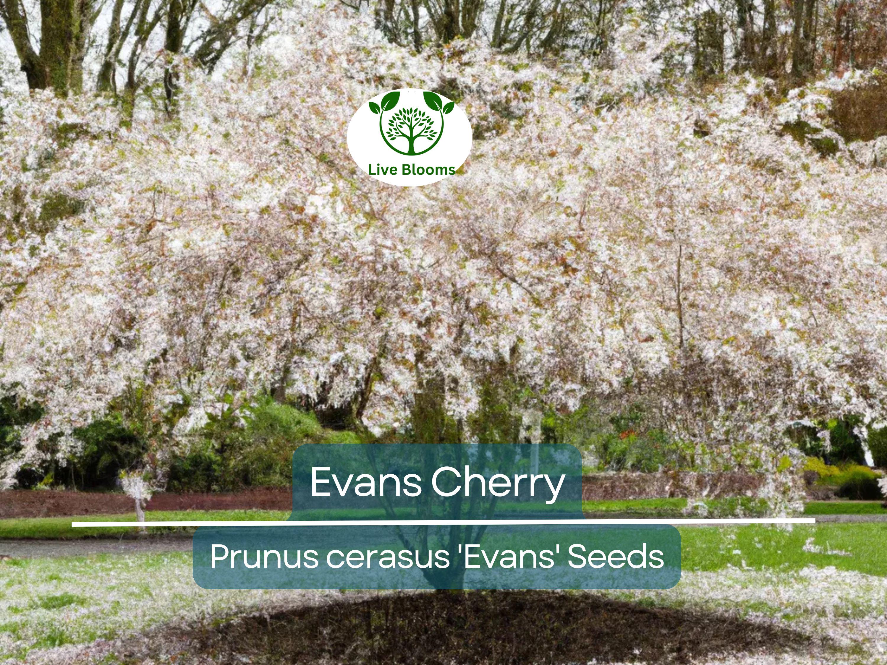 20 Evans Cherry Tree Seeds (Prunus cerasus 'Evans'), Edible Tart Cherries, Sweet & Sour Fruit, Hardy Tree for Garden, Tasty Fruit Seeds