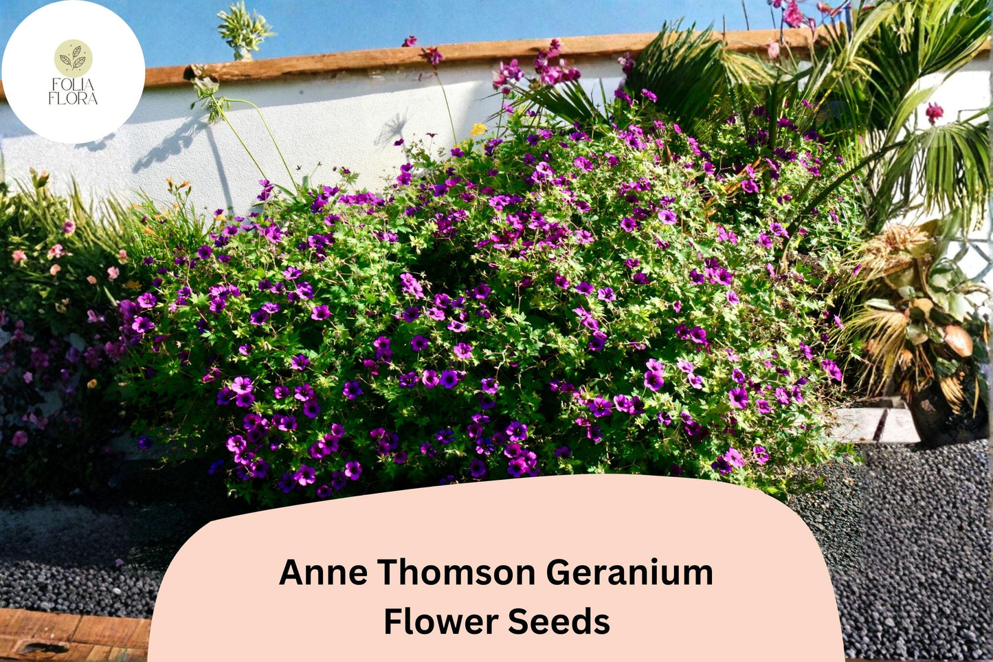 25+ Anne Thomson Geranium Seeds | Hardy Perennial Magenta Cranesbill | Long-Blooming Garden Flower