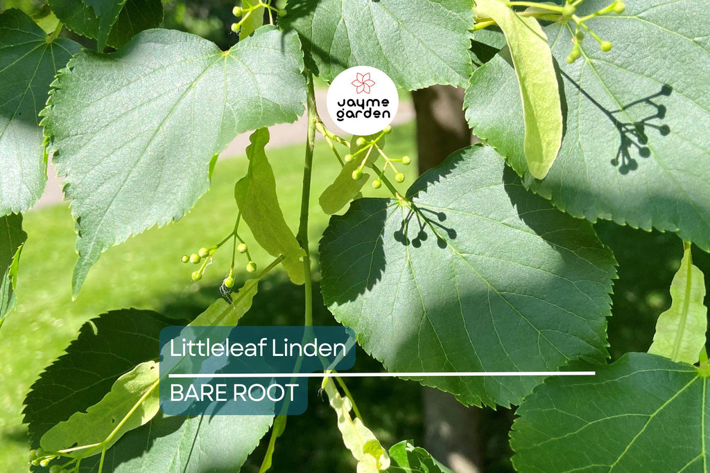 Littleleaf Linden Tree, Tilia Cordata, Live Bare Root, Pyramidal Shape, Fragrant Yellow Flowers, Shade Tree, 2-3’ Tall, Zones 3-8